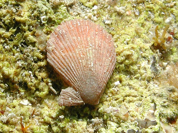 Talochlamys multistriata